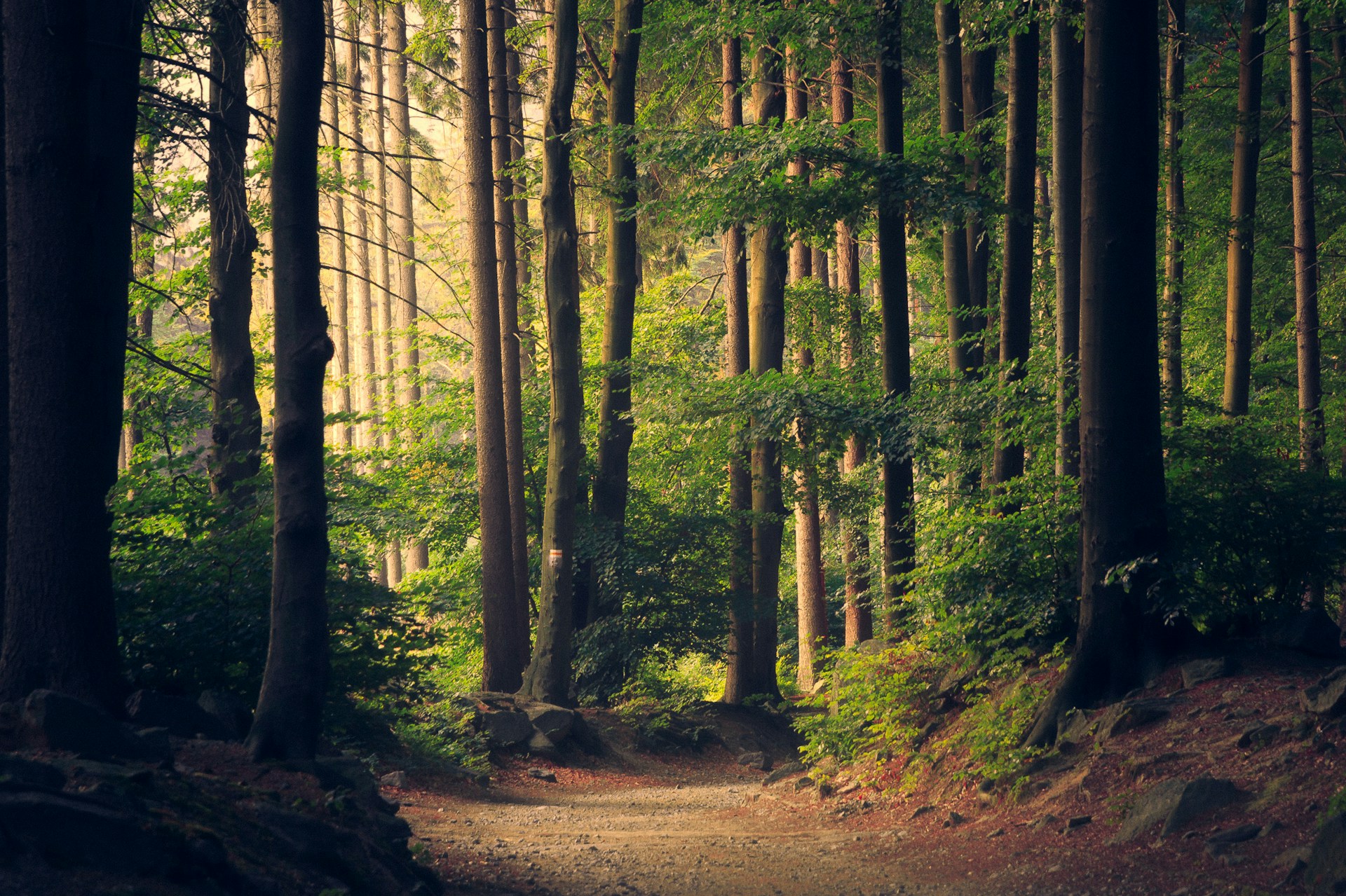 Forêt lumineuse